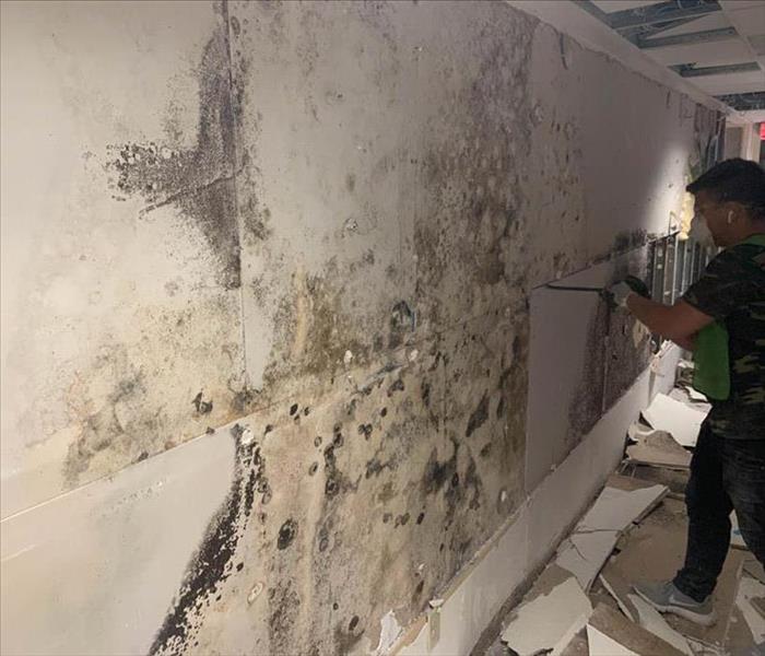 Mold growth across a wall and team member removing drywall.