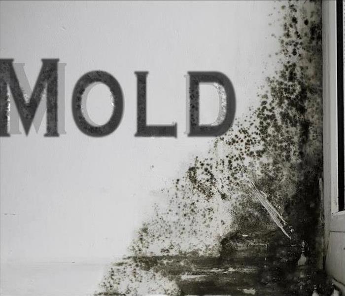 mold on window wall and spelling the word MOLD