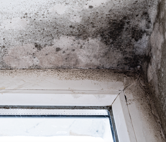 mold on drywall and window